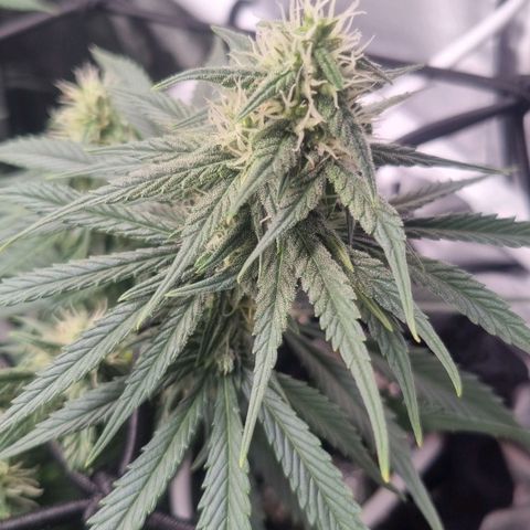 Royal Runtz growlog timeline photo