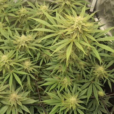 Special Queen  growlog timeline photo