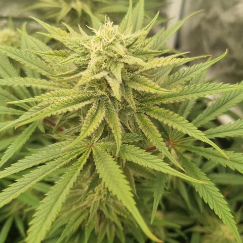 Special Queen  growlog timeline photo