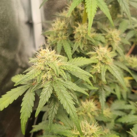 Royal Ak 47  growlog timeline photo
