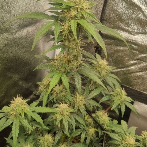 Royal Ak 47  growlog timeline photo