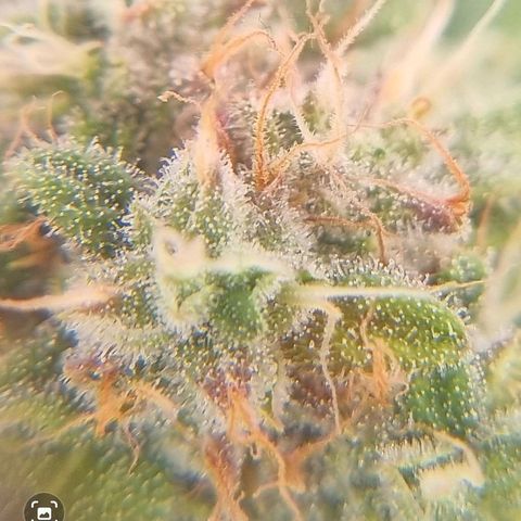 Royal Ak 47  growlog timeline photo