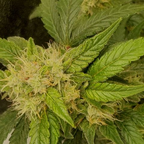 Royal Ak 47  growlog timeline photo
