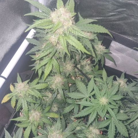 Royal Ak 47  growlog timeline photo