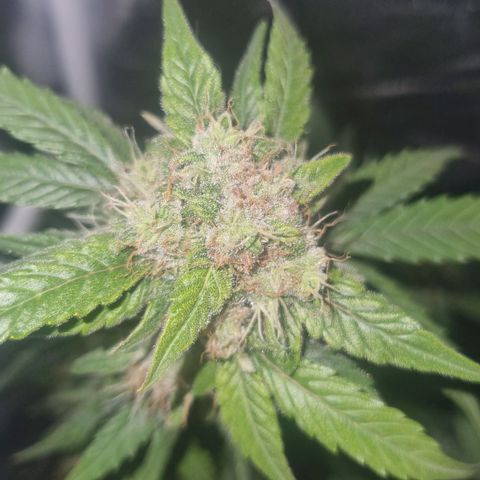 Royal Ak 47  growlog timeline photo