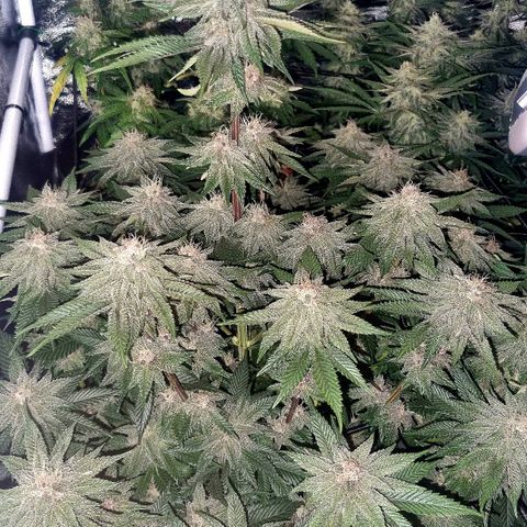 Cookies Gelato growlog timeline photo
