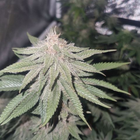 Cookies Gelato growlog timeline photo