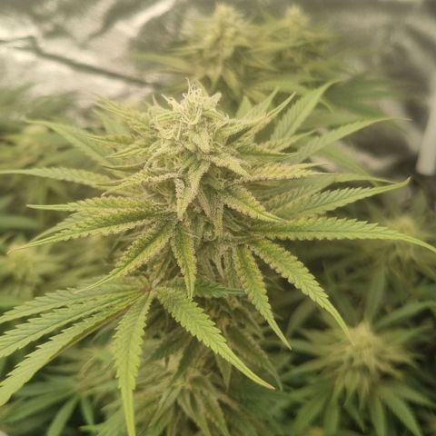 Special Queen  growlog timeline photo
