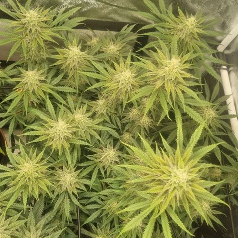 Special Queen  growlog timeline photo
