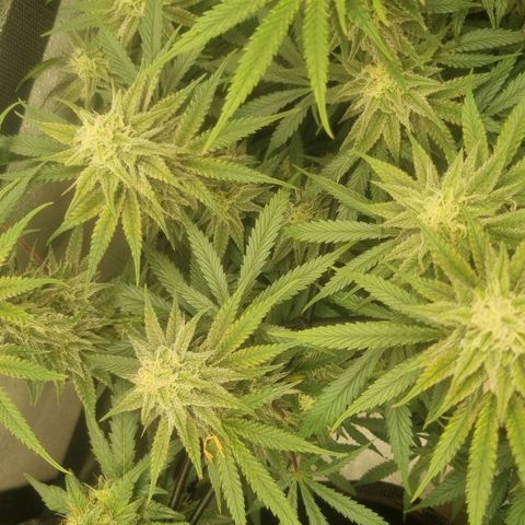 Special Queen  growlog timeline photo