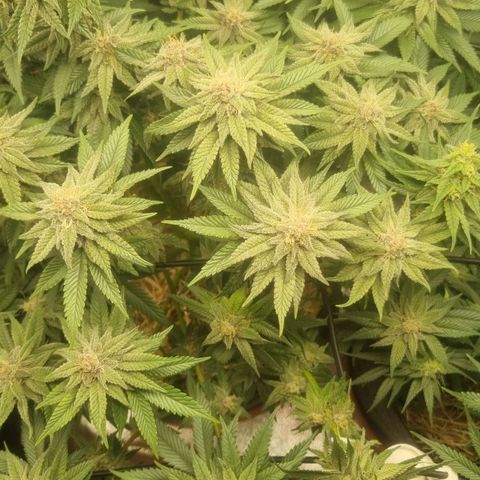 Cookies Gelato growlog timeline photo