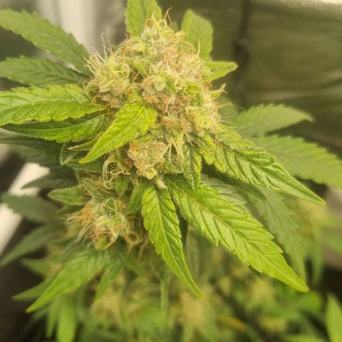 Royal Ak 47  growlog timeline photo
