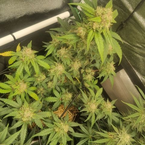 Royal Ak 47  growlog timeline photo