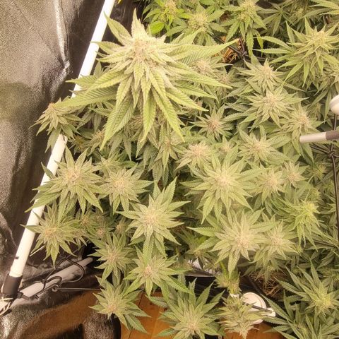 Cookies Gelato growlog timeline photo