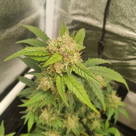 Royal Ak 47  growlog timeline photo