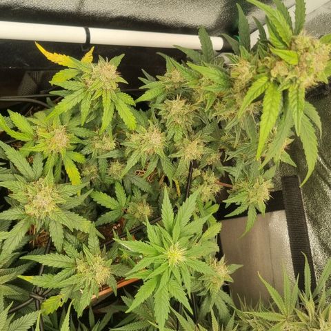 Royal Ak 47  growlog timeline photo