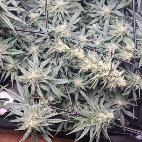 Royal Runtz growlog photo: Supercropping
