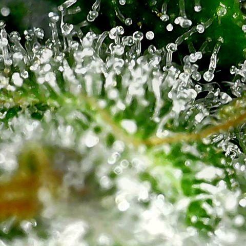 Royal Ak 47  growlog timeline photo