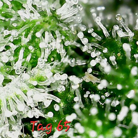 Royal Ak 47  growlog timeline photo