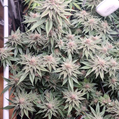 Cookies Gelato growlog timeline photo