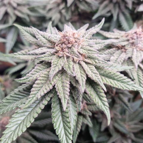 Cookies Gelato growlog timeline photo