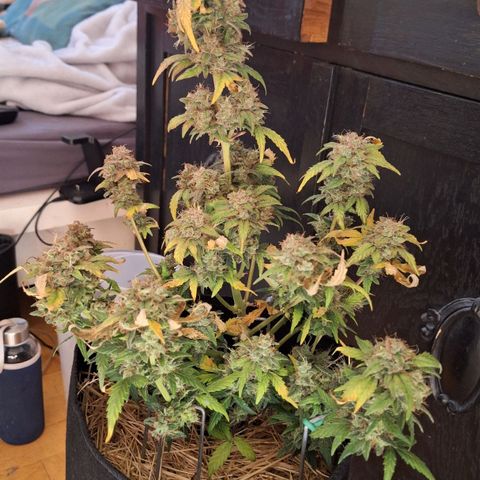 Royal Ak 47  growlog timeline photo