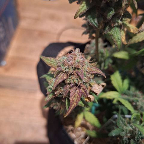 Royal Ak 47  growlog timeline photo