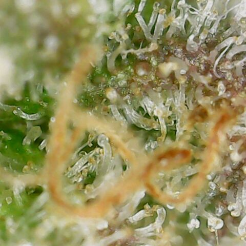 Royal Ak 47  growlog timeline photo