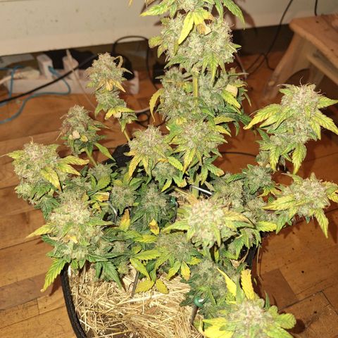 Royal Ak 47  growlog timeline photo