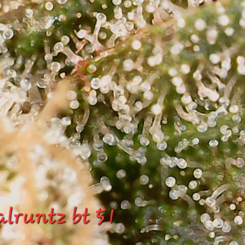 Royal Runtz growlog timeline photo