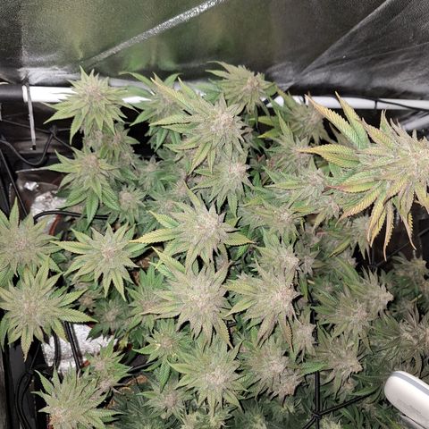 Cookies Gelato growlog timeline photo