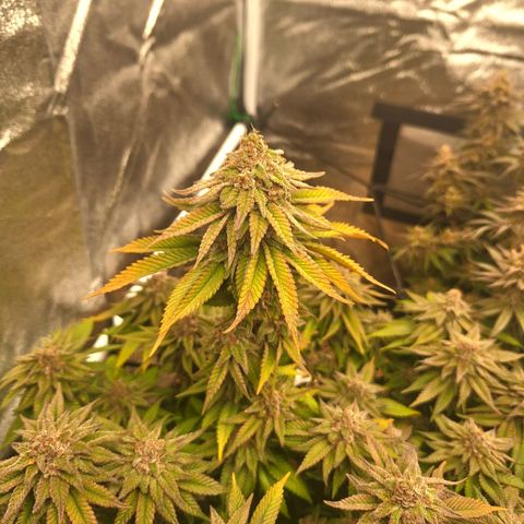 Cookies Gelato growlog timeline photo