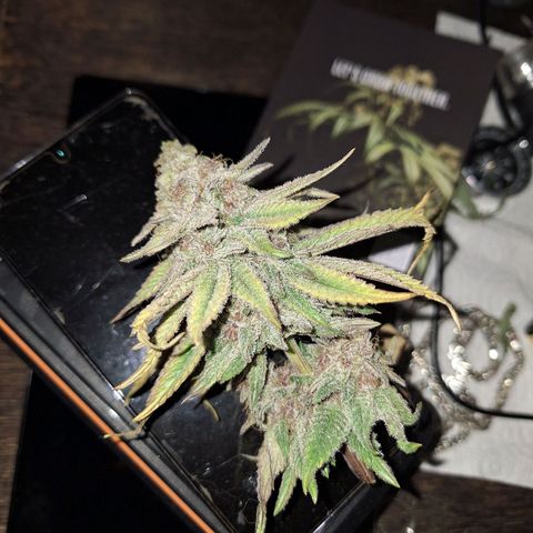Cookies Gelato growlog timeline photo