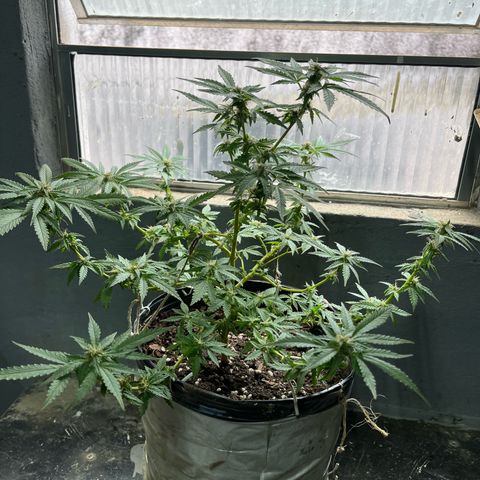 1 ciclo outdor growlog timeline photo