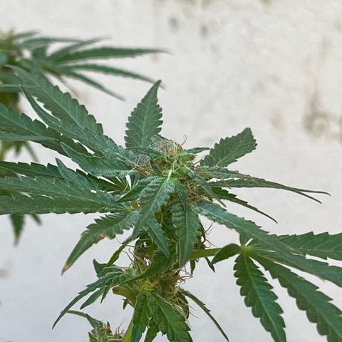 1 ciclo outdor growlog timeline photo