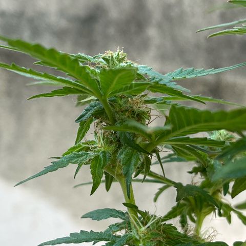 1 ciclo outdor growlog timeline photo