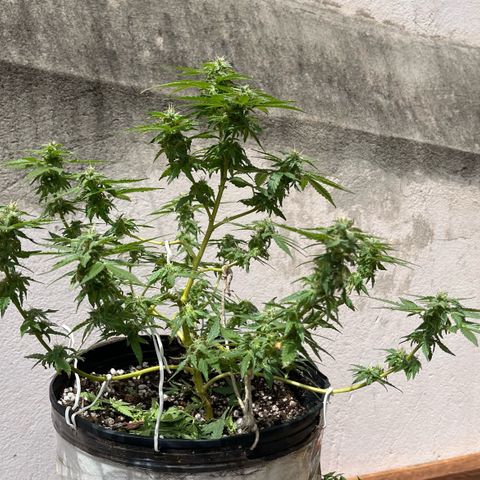 1 ciclo outdor growlog timeline photo