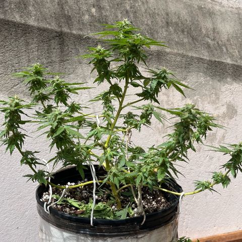1 ciclo outdor growlog timeline photo