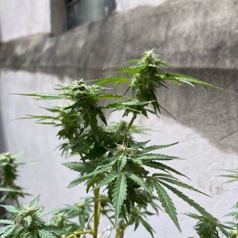 1 ciclo outdor growlog timeline photo