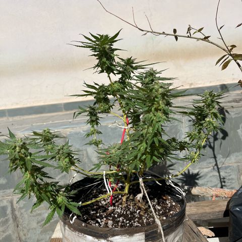 1 ciclo outdor growlog timeline photo