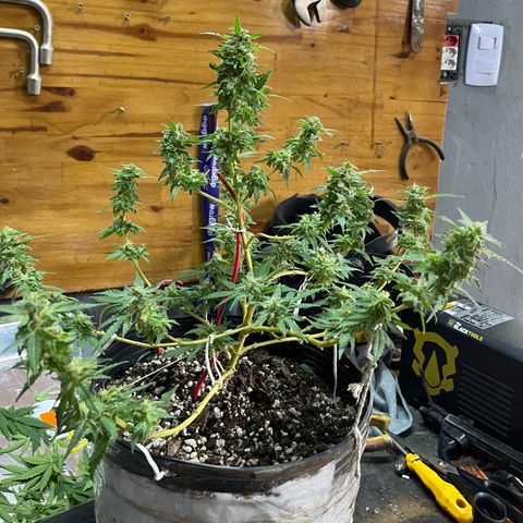 1 ciclo outdor growlog timeline photo