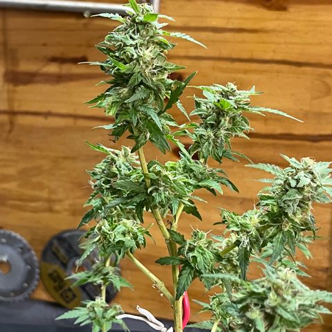 1 ciclo outdor growlog timeline photo