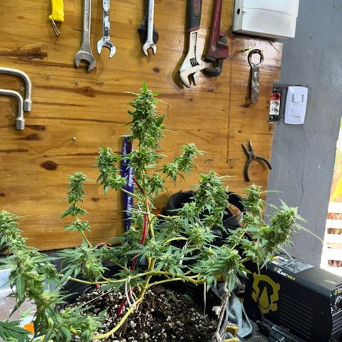 1 ciclo outdor growlog timeline photo