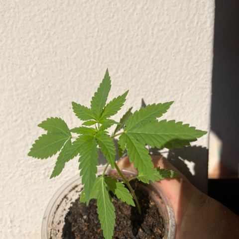 1 ciclo outdor growlog timeline photo