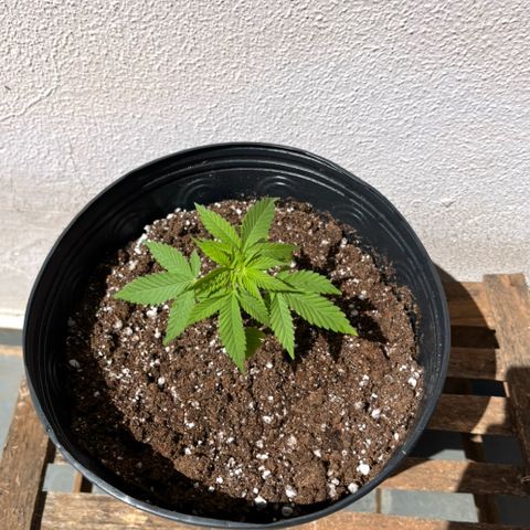 1 ciclo outdor growlog timeline photo