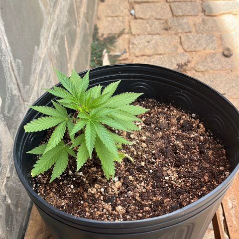 1 ciclo outdor growlog timeline photo
