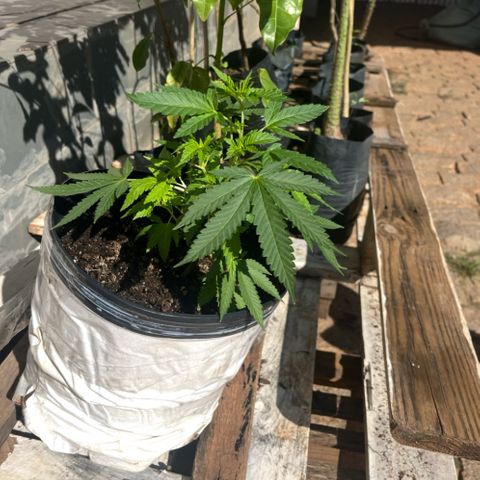 1 ciclo outdor growlog timeline photo