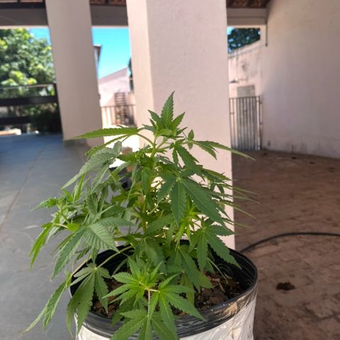 1 ciclo outdor growlog timeline photo