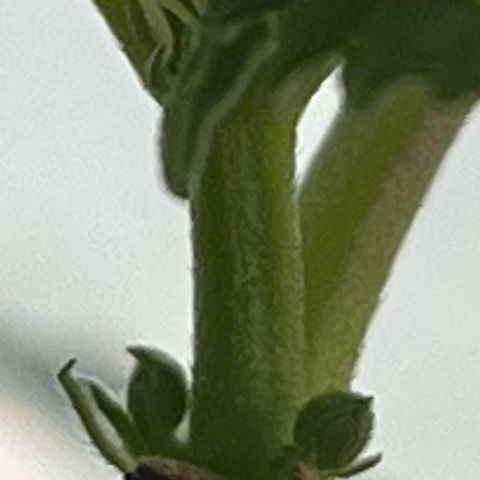 1 ciclo outdor growlog timeline photo