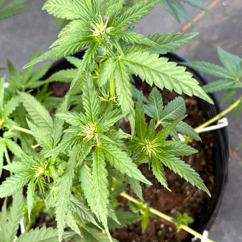 1 ciclo outdor growlog timeline photo